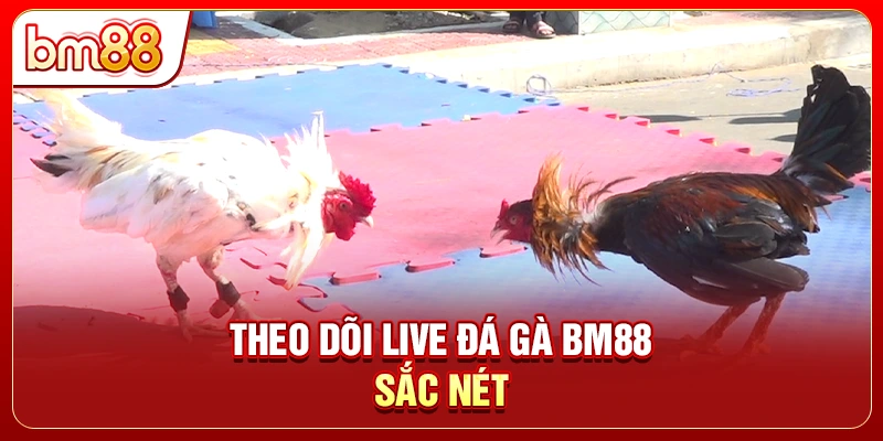 Theo dõi live đá gà BM88 sắc nét